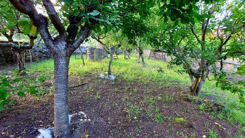 Terreno Excepcional en Vilariño, Poio con Vistas a la Ría (3/6)