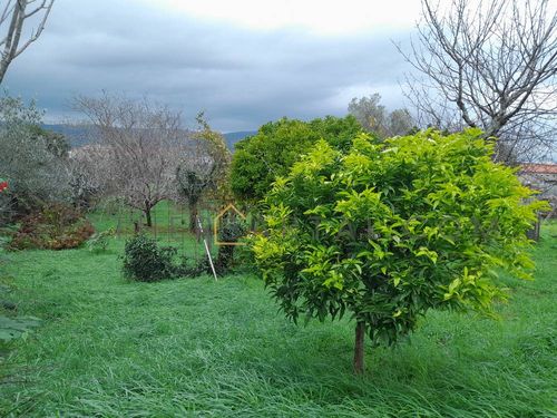 Casa con finca en la zona de Campolongo (5/6)